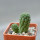 TRICHOCAULON similis, seedling