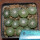 STROMBOCACTUS disciformis var. minimus VM 207, Pena Miler, 11 PIECES, 6,5 cm pot of SEEDLINGS
