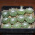 STROMBOCACTUS disciformis var. minimus VM 207, Pena Miler, 11 PIECES, 6,5 cm pot of SEEDLINGS