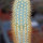 MICRANTHOCEREUS purpureus HU 133, rooted offset 
