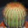 UEBELMANNIA pectinifera  aff. RNK 96, clone 15, 8,5 cm, grafted