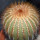 UEBELMANNIA pectinifera  aff. RNK 96, clone 15, 8,5 cm, grafted