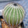 UEBELMANNIA pectinifera aff. f. nova RNK 98, 8 cm, grafted SEEDLING !!!
