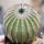 UEBELMANNIA pectinifera aff. f. nova RNK 98, 8 cm, grafted SEEDLING !!!