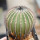 UEBELMANNIA pectinifera aff. f. nova RNK 98, 8 cm, grafted SEEDLING !!!