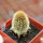 BRACHYCEREUS nesioticus clone P4, 6 cm pot, grafted offset