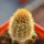 BRACHYCEREUS nesioticus clone P4, 6 cm pot, grafted offset