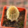 BRACHYCEREUS nesioticus clone P4, 6 cm pot, grafted offset