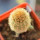 BRACHYCEREUS nesioticus clone P4, 6 cm pot, grafted offset