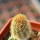 BRACHYCEREUS nesioticus clone P4, 6 cm pot, grafted offset