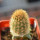 BRACHYCEREUS nesioticus clone P4, 6 cm pot, grafted offset