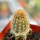 BRACHYCEREUS nesioticus clone P4, 6 cm pot, grafted offset
