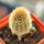 BRACHYCEREUS nesioticus clone P4, 6 cm pot, grafted offset