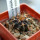 UEBELMANNIA buiningii RNK 51, Tromba d´Anta, Mg., 2,2 cm, 5 cm pot, SEEDLING !!!