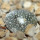 BLOSSFELDIA minima, seedling