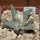 ARIOCARPUS retusus var. scapharostroides LH 437, Cerritos, SLP., 6 cm pot, 10 years old seedling