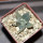ARIOCARPUS retusus var. scapharostroides LH 437, Cerritos, SLP., 5 cm pot, 10 years old seedling