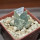 ARIOCARPUS retusus var. scapharostroides LH 437, Cerritos, SLP., 5 cm pot, 10 years old seedling