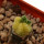 AZTEKIUM valdezii f. aurea variagated GCG 10893 Loma Alta, NL., 1,2 cm, grafted