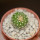 UEBELMANNIA meninensis x pectinifera, seedling