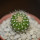 UEBELMANNIA meninensis x pectinifera, seedling