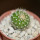 UEBELMANNIA meninensis x pectinifera, seedling