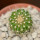 UEBELMANNIA meninensis x pectinifera, seedling