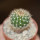 UEBELMANNIA meninensis x pectinifera, seedling
