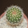 UEBELMANNIA meninensis x pectinifera, seedling