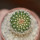 UEBELMANNIA meninensis x pectinifera, seedling
