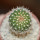 UEBELMANNIA meninensis x pectinifera, seedling