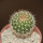 UEBELMANNIA meninensis x pectinifera, seedling