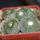 BLOSSFELDIA campaniflora KK 2057, 5 cm pot, 4 x seedlings