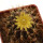 UEBELMANNIA buiningii, illustrative photo