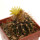 UEBELMANNIA buiningii, illustrative photo