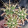 THELOBERGIA (Theloc.bicolor x Leuchten.), 3 headed SEEDLING