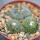 BLOSSFELDIA subterranea KK 1505, 2200 m., Sucre, 6 cm pot, 3 x seedlings