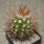 MELOCACTUS nagyi RBK 22.1, Cuba, 4 cm SEEDLING