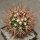 MELOCACTUS nagyi RBK 22.1, Cuba, 6,5 cm SEEDLING