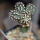 ECHINOCEREUS davisii f. brevispinus, pot 6,5 cm, grafted SEEDLING