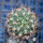 PYRRHOCACTUS umadeave, grafted