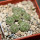 STROMBOCACTUS disciformis ssp. esperanzae VM 291, Xichu, 5 cm pot, 8 x SEEDLINGS