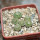 STROMBOCACTUS disciformis ssp. esperanzae VM 291, Xichu, 5 cm pot, 6 x SEEDLINGS