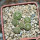 STROMBOCACTUS disciformis ssp. esperanzae VM 291, Xichu, 5 cm pot, 6 x SEEDLINGS