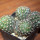 NOTOCACTUS submammulosus f. red flower, 8 cm pot, mother SEEDLING