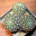 NOTOCACTUS submammulosus f. red flower, 8 cm pot, mother SEEDLING