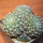 NOTOCACTUS submammulosus f. red flower, 8 cm pot, mother SEEDLING