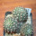 NOTOCACTUS submammulosus f. red flower, 8 cm pot, mother SEEDLING