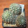 NOTOCACTUS submammulosus f. red flower, 8 cm pot, mother SEEDLING
