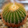 UEBELMANNIA pectinifera aff. f. nova RNK 97, clone 6, NEW !!! grafted